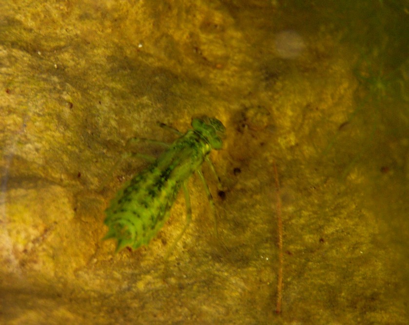 Grossa larva di libellula da identificare - Anax sp.